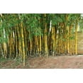 thumbnail image 2 of Golden Hawaiian Bamboo  5 Live Plants  Bambusa Vulgaris Vittata  Beautiful Rare Unique Specimen  Non-Invasive Clumping Bamboo Privacy Screen, 2 of 9