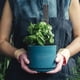 thumbnail image 4 of 8pcs/set Moss Poles For Climbing Plants For Plant Stakes And Supports Plants, 4 of 4