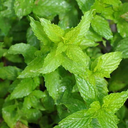 Fresh Spearmint Plant for Cosmopolitan - Grow Indoors/Out - 4