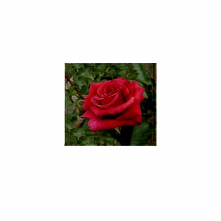 3dRose, Red HT Rose, 11x12 Wash Cloth for Face and Body