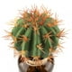 thumbnail image 1 of Planta De Plástico Flores Artificiales Bola De Cactus Sin Maceta ANGGREK Otros, 1 of 8
