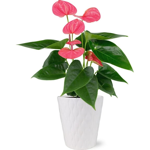 Just Add Ice 14-18" Tall Pink Sweet Dream Anthurium Live Plant in 5" Moss Topped White Ceramic Pot, House Plant