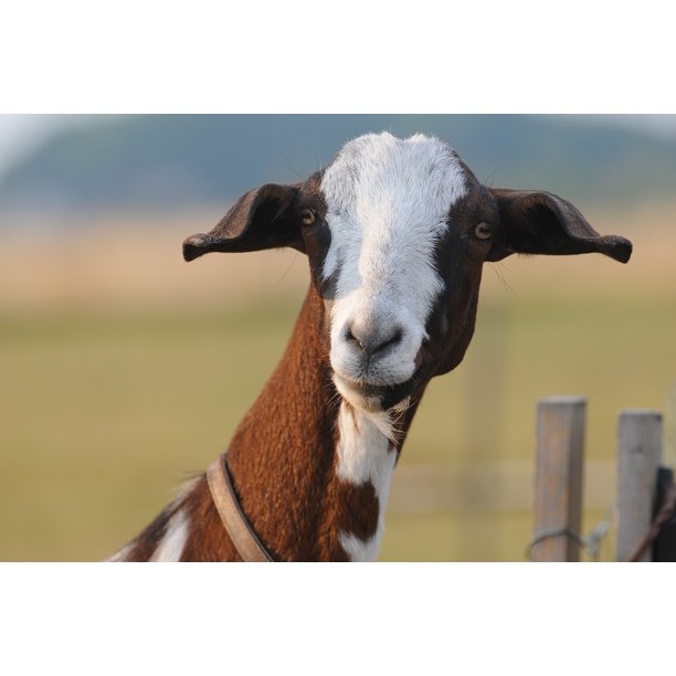 Pet Nature Economy Portrait Goat Animal Farm-12 Inch BY 18 Inch