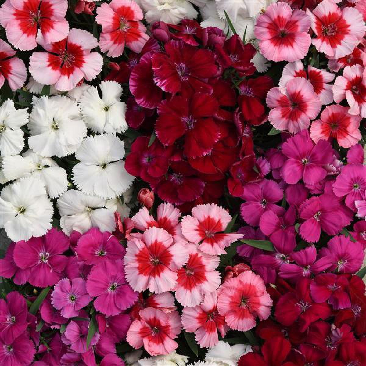 Expert Gardener 1.5 Gallon Hanging Basket Multicolor Dianthus Annual Live Plants Full Sun