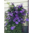 thumbnail image 3 of Clematis General Sikorski - Live Plant in a 4 Inch Growers Pot - Clematis 'General Sikorski' - Starter Plants Ready for The Garden - Beautiful Dark Lavender Flowering Vine, 3 of 5