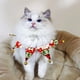 thumbnail image 4 of Accesorios navideños para mascotas Collar navideño para perros Collares para mascotas, 4 of 5