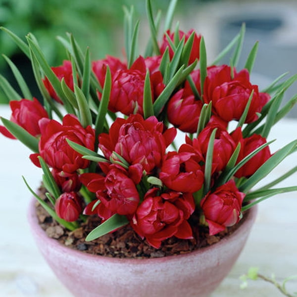 Van Zyverden Small Talk Red Crocus Lookalikes Set of 12 Bulbs Red Part Sun
