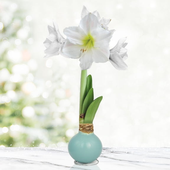 Sea Glass Waxed Amaryllis Flower Bulb with Stand, Grow Real Blooming Indoor Spring Flowers, No Water Needed