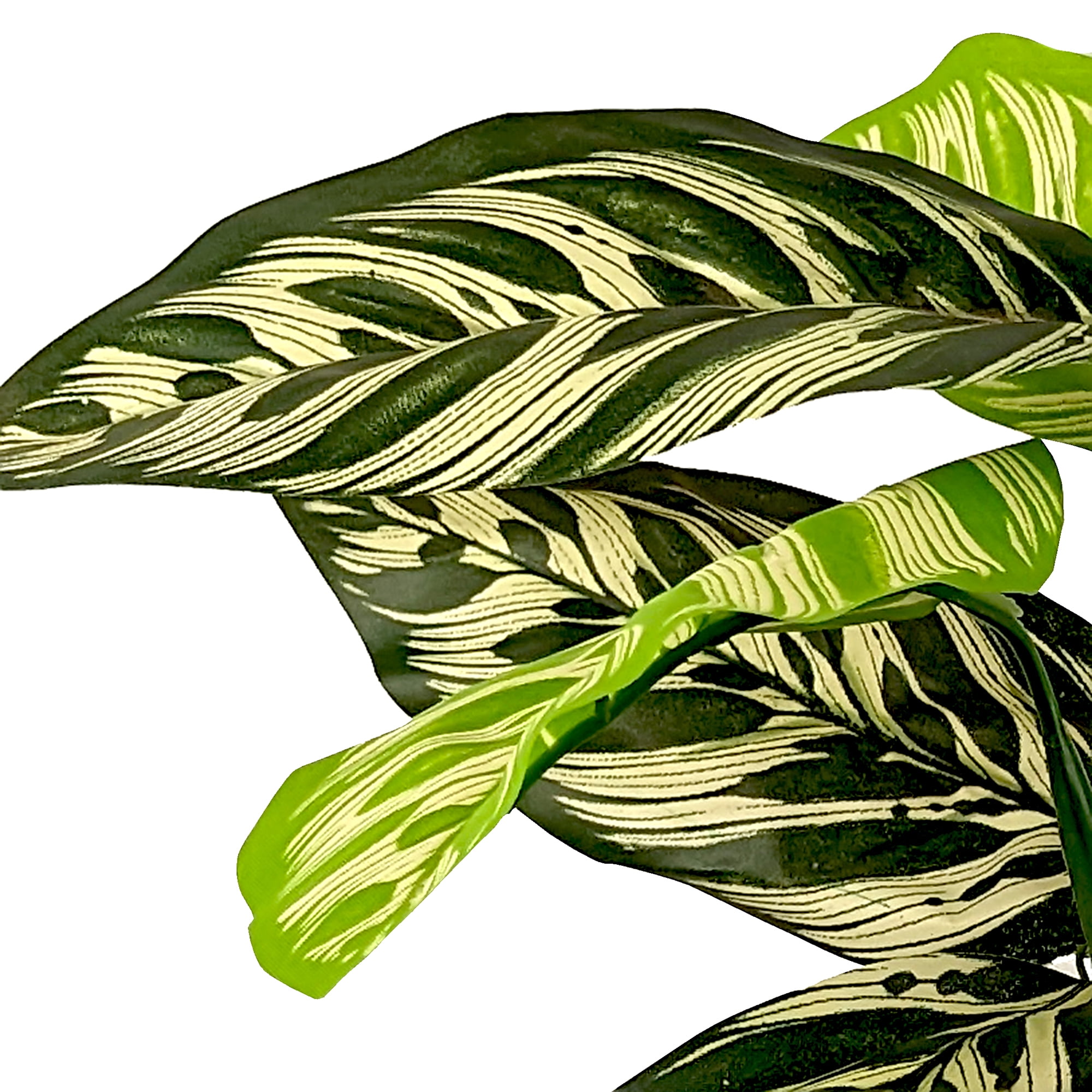 LCG Sales Artificial Plant, Variegated Green Leaf Potted Prayer Plant, 2 ft, Embossed Metal Pot