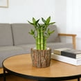 thumbnail image 2 of Tree Bark Stump Planter Rustic Succulent Pot Farmhouse Flower Pot For Indoor Outdoor Garden Use, 2 of 8