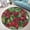 Cranberries1, variant on Round Area Rug, Gothic Non-Slip Floor Mat, Soft Washable Carpet for Living Room Bedroom Decor 24 Inch