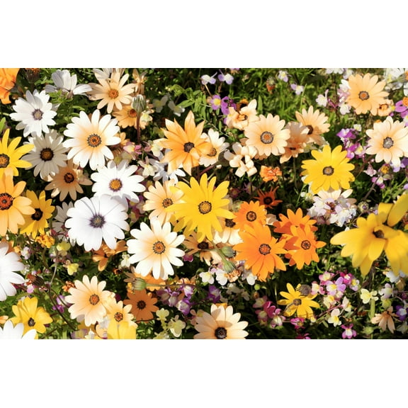 Seedville 1000 Mixed African Daisy Flower Seed