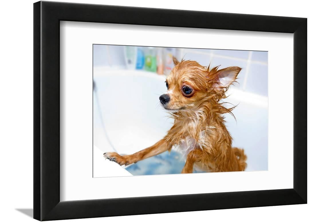 Funny Wet Chihuahua Dog in Bathroom Framed Print Wall Art By art nick