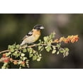 thumbnail image 2 of Kaveney, Wendy 24x17 Black Ornate Wood Framed with Double Matting Museum Art Print Titled - AZ, Amado Black-headed grosbeak on skunkbush, 2 of 4