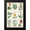 thumbnail image 2 of Vision Studio 13x18 Black Modern Framed Museum Art Print Titled - Botanical Chart II, 2 of 5