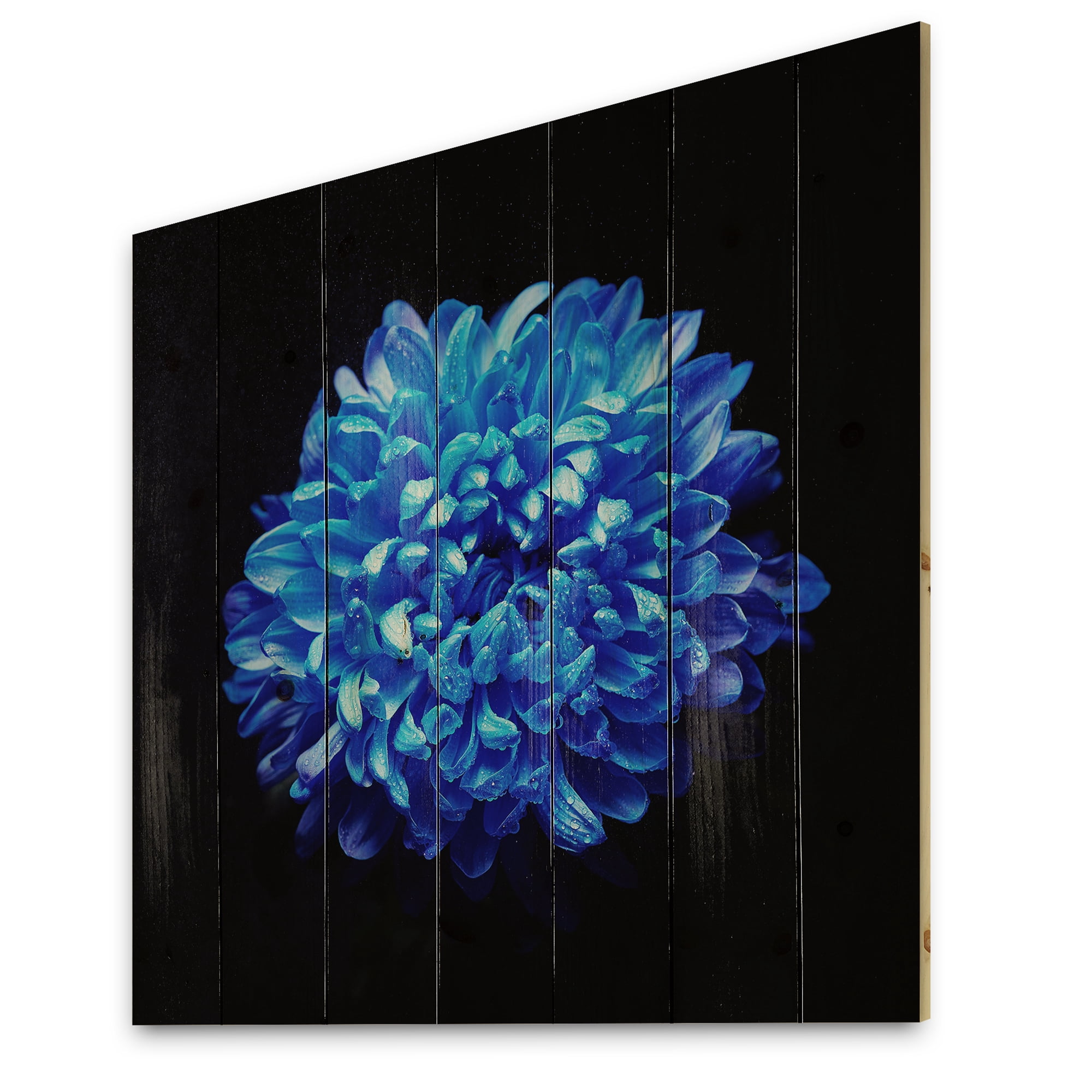 Designart 'Dew Drops on Blue Aster ' Traditional Print on Natural Pine Wood