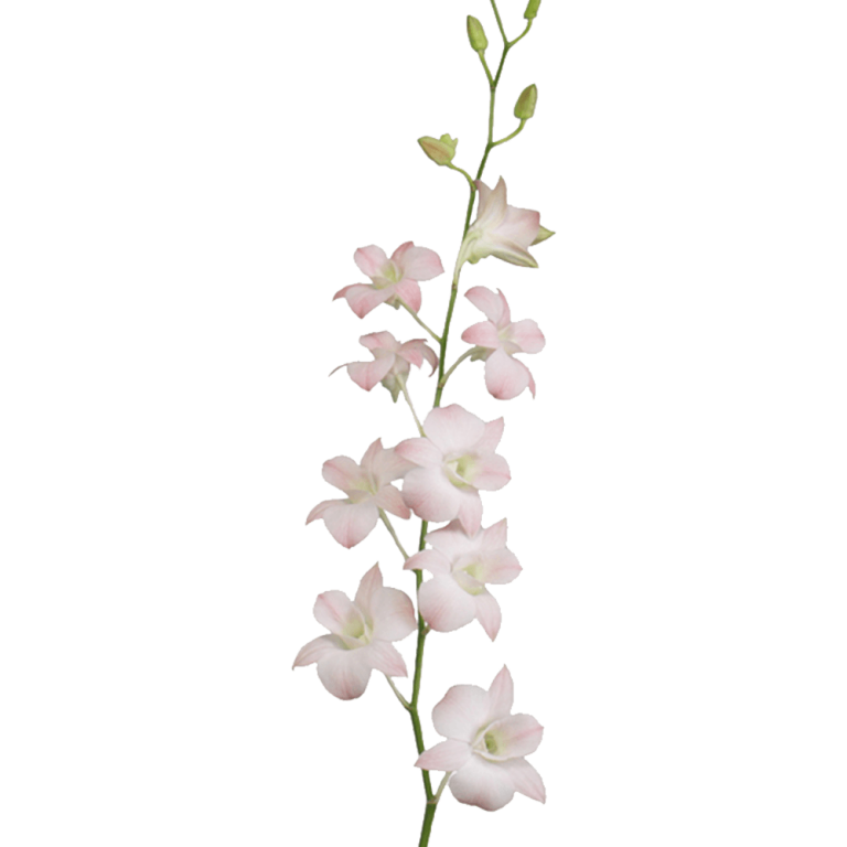 Flower.ページ 60209783-LRG_1024x1024.jpg?v=