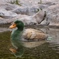 thumbnail image 6 of Miulika Floating Resin Animal Figurine Waterproof Statue for Outdoor Backyards Patio Duck, 6 of 7