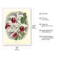 thumbnail image 2 of Laelia Orchid (Laelia Purpurata Lindi) - Vintage Botanical Illustration by Jean Jules Linden c.1890 - Master Art Print (Unframed) 9in x 12in, 2 of 4