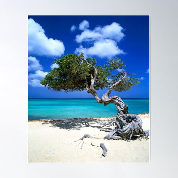 Divi Divi Tree, Aruba, Lesser Antilles, Caribbean Poster Wall Art, Modern Wall Decor For Living Room Bedroom, 8x12 UNFRAMED