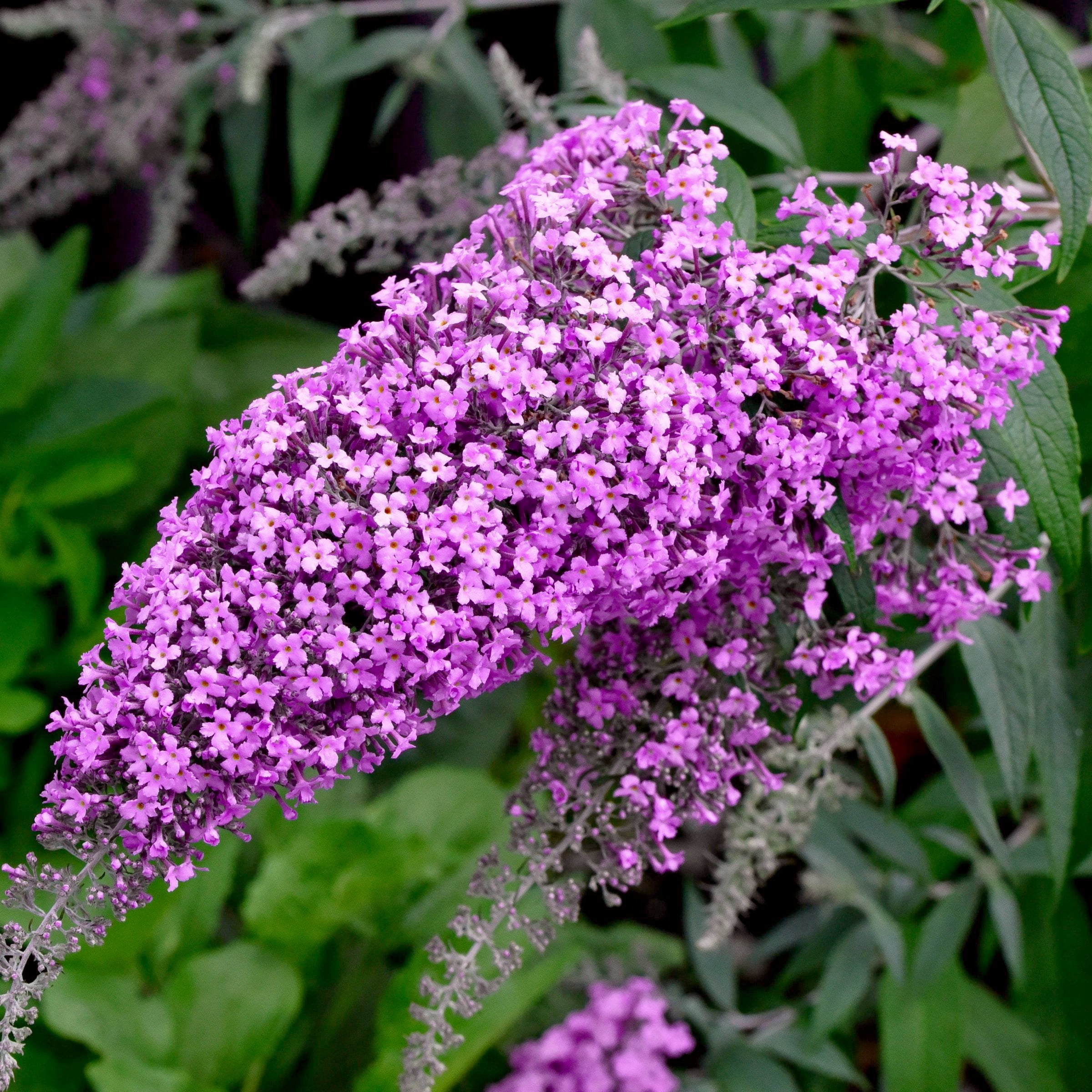 National Plant Network 3.25 in. Buddleia Nanho Purple (4-Pack)