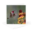 thumbnail image 5 of 3drose, Male Broad-tailed Hummingbird at Gaillardia, New Mexico, 6 Greeting Cards with Envelopes, 5 of 7