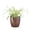 Copper, variant on Live  Variegated Spider Plant - Pet Safe - 4" Full Hanging Pot