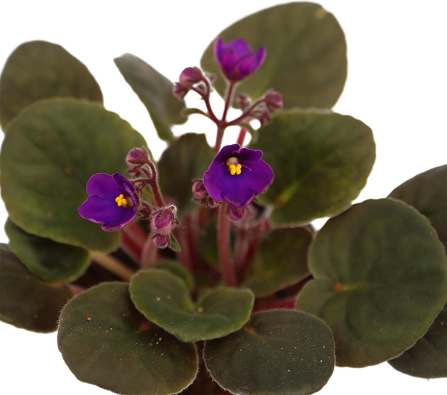 Live Purple Shade Violets, Blooming Housewarming Gift, Birthday Gift, Father's Day Gift, Plant Lover Gift, Sympathy Gift, Flowering Small Houseplant, Fully Rooted Indoor Plant in 4" Pot