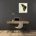 thumbnail image 3 of Vision Studio 20x23 White Modern Wood Framed Museum Art Print Titled - Butterfly Symmetry I, 3 of 4
