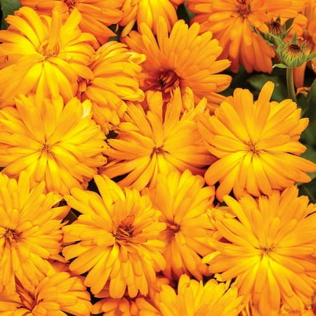 Proven Winners, Outdoor, Live Plants, Orange, Calendula, 1.5PT, Each
