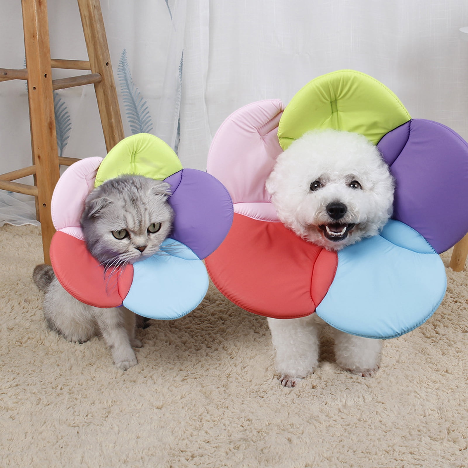 Dog cone flower hot sale