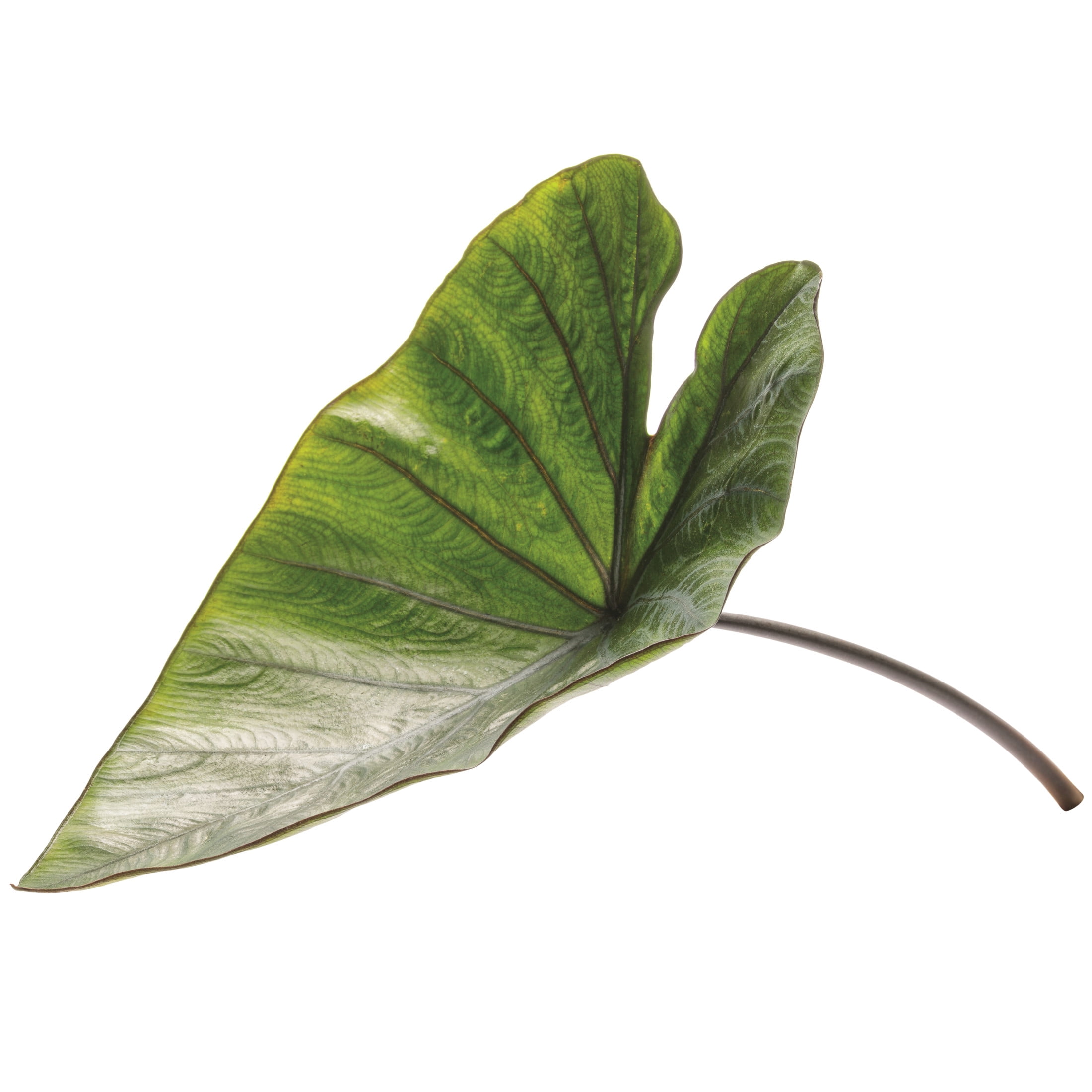 Proven Winners 8" Island Giants Coffee Cups Elephant Ear Live Plant in 6.5" Pot