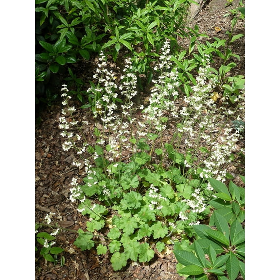 1200 Prairie Alumroot CORAL BELLS Heuchera Richardsonii Shade Flower Seeds