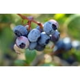 thumbnail image 5 of Highbush Blueberry Fruit/Shrub Seeds, 50 Seeds Per Packet Non GMO Seeds, Botanical Name Vaccinium corymbosum, 5 of 7