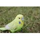 thumbnail image 2 of Figura Hi-Line Budgerigar con pie de hierro verde, poliresina, 2 of 8