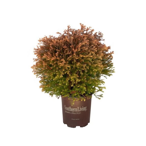 Southern Living Fire Chief Arborvitae Live Shrub in 2.5-Quart Grower Pot