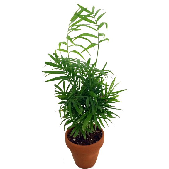 Hirt's Victorian Parlor Palm - Chamaedorea Neanthe Bella - 4" Clay Pot