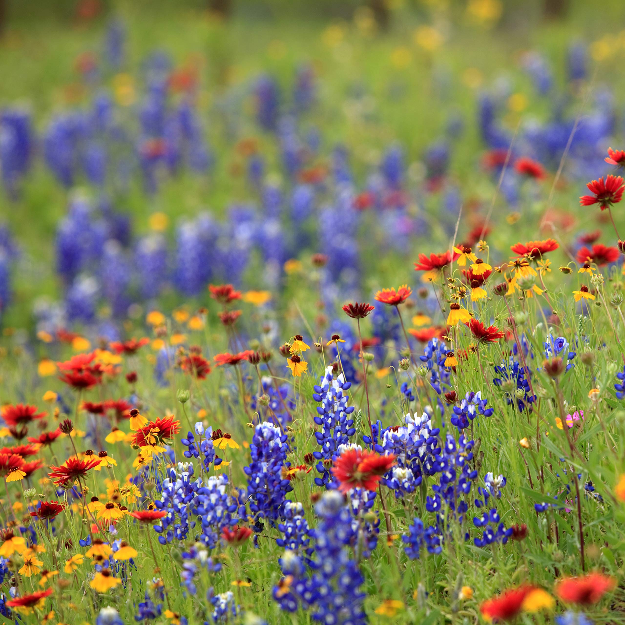 Florida Wildflower Seed Mix, Covers 325 MVR1&nbsp;Sq Ft, 18 Flower Varieties, Over 35,000 Seeds - Created By Nature