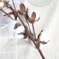 thumbnail image 4 of 3 Piezas De Algodón Floral Seco, Tallos De Flores, Relleno Decorativo, Decoración Para El Hogar, 4 of 8