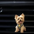 thumbnail image 1 of Car Forair Conditioning Forair Outlet Clip Animal Aromatherapy Car Interio P6Q1, 1 of 1