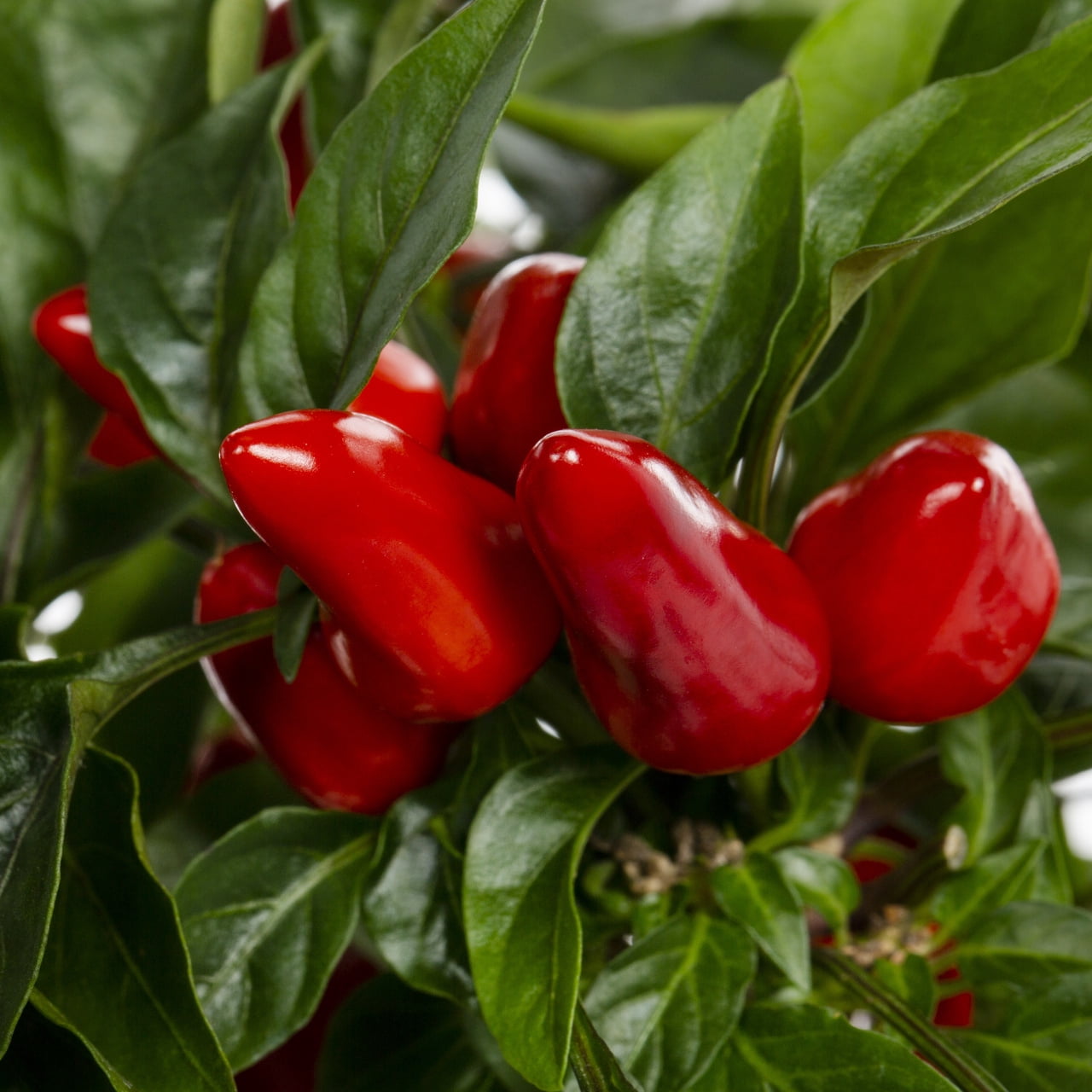 Expert Gardener 1QT Ornamental Red Pepper Live Edible Plant Sun 5-Pack