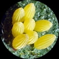 thumbnail image 4 of AmScope AMSCOPE-KIDS Portable Stereo Microscope 10X & 20X New, 4 of 4