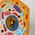 thumbnail image 4 of YongCo Anatomical Animal Cell Model With Removable Parts Classroom Demonstration Tool Biology Teaching Aid For Science Labs, 4 of 8