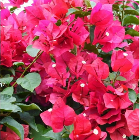 Set 2 Helen Bougainvillea Plants 4-7" Tall for Planting, Pink Bougainvillea Flower Plant, Ornamental Flower Vine Plant Indoor Outdoor