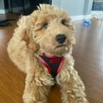 thumbnail image 6 of Voyager Step-In Air All Weather Mesh Harness & Reflective Dog Leash Combo w/ Neoprene Handle 5ft , For Small to Large Breed Dogs Cute & Heavy Duty, Best Pet Supplies- Black Red Trim, XS, 6 of 9