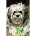 thumbnail image 3 of TinyToy Green Frog Plush Dog Toy for Small Dogs, 3 of 6