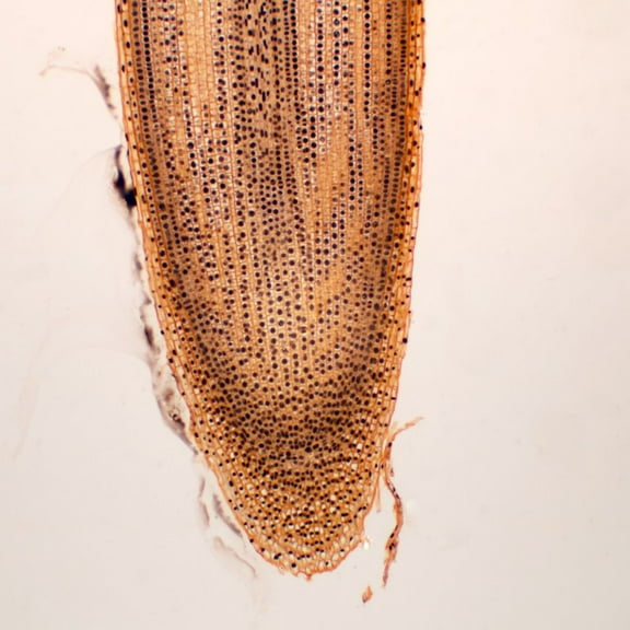 Onion Root Tip Slide, L.S., 10 Μm