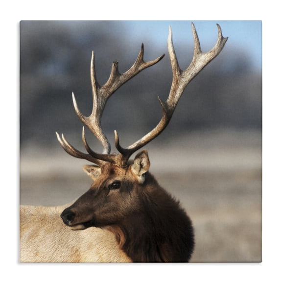 Stupell Industries Southwestern Stunning Elk Portrait Canvas Art, 17 x 17, by Danita Delimont