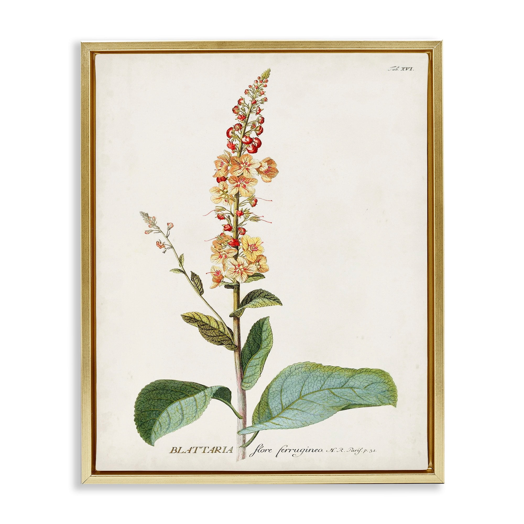 Stupell Industries Botanical Plant Illustration Flowers Vintage Design Metallic Gold Framed Floating Canvas Wall Art, 24x30, by World Art Group