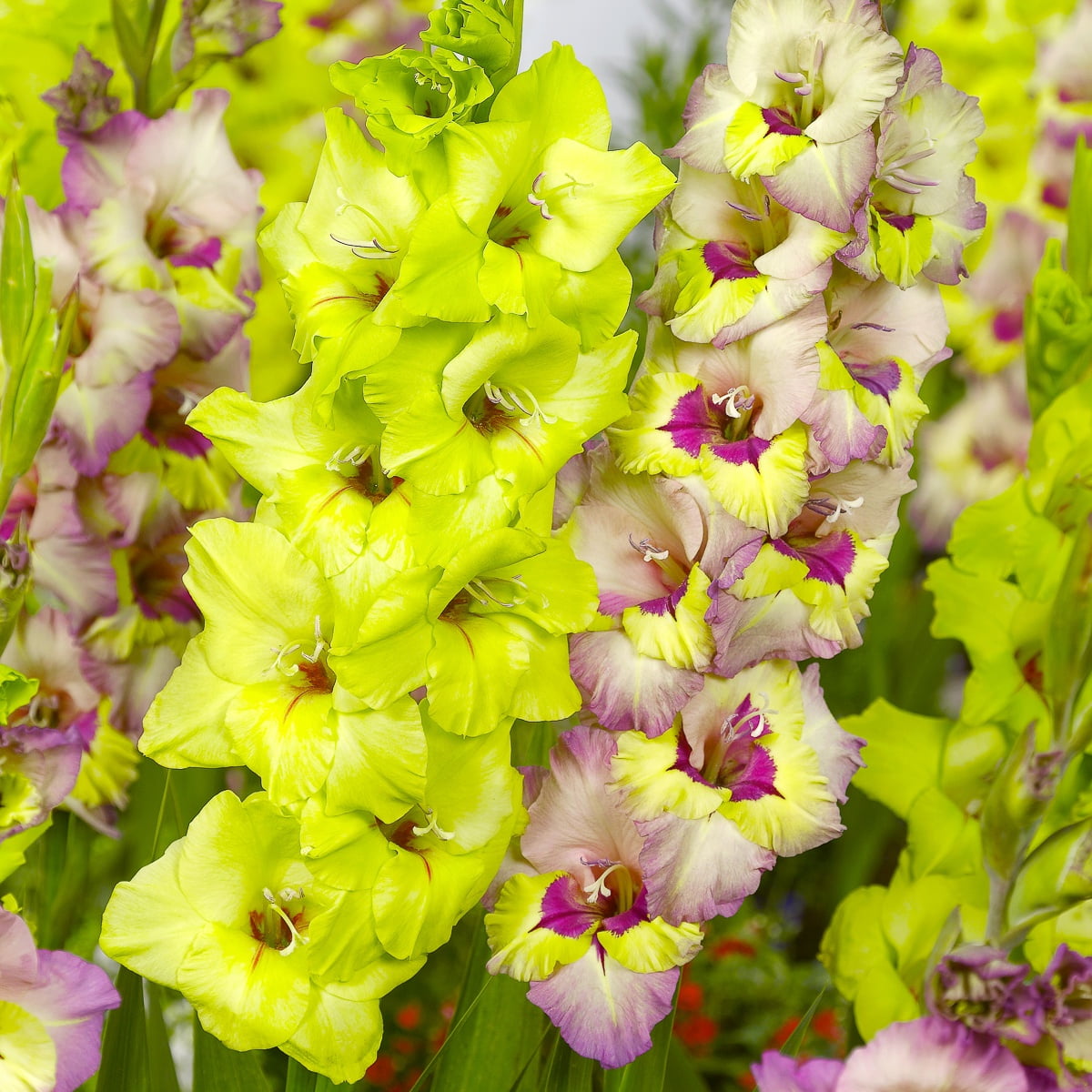 Van Zyverden Lilies Dutch Asiatic Mix, 3 Bulbs, Multi-color Van Zyverden Lilies Dutch Asiatic Mix, 3 Bulbs, Multi-color